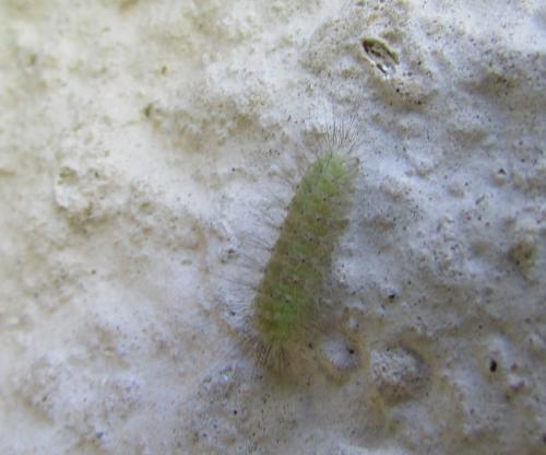 Réf. 194 039 : Pterophorus pentadactyla